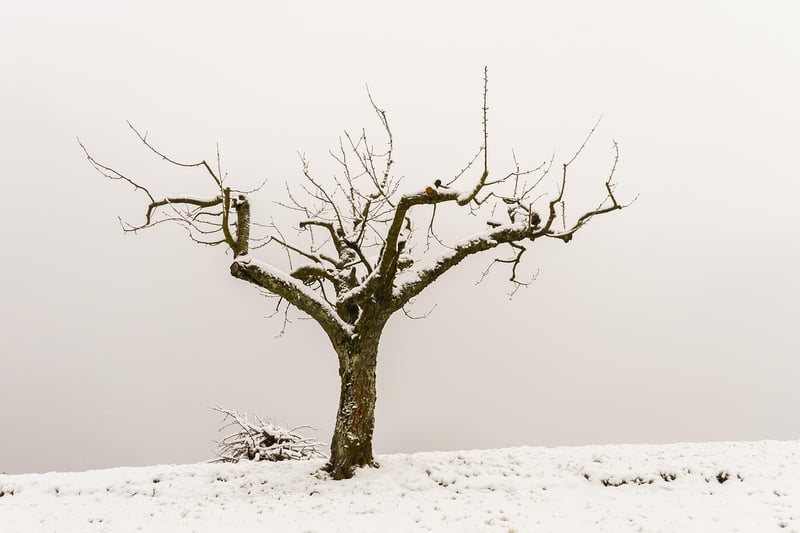 Pruning guidelines
