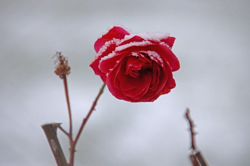Seasonal Flowers