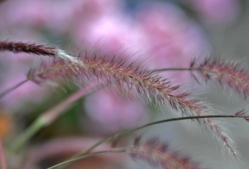 Ornamental Grasses